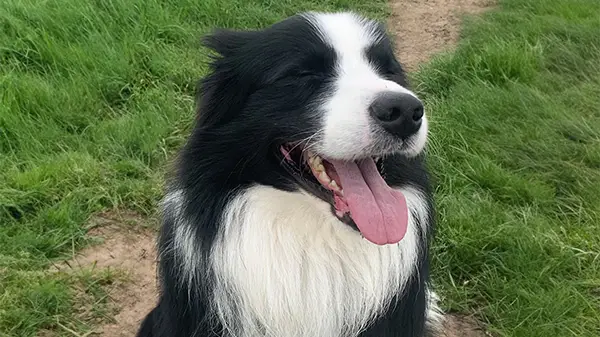 Buddy, The Office Dog at ACR Trades & Labour